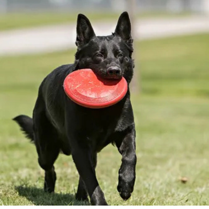 KONG Flyer hundfrisbee naturgummi Ø 23 cm