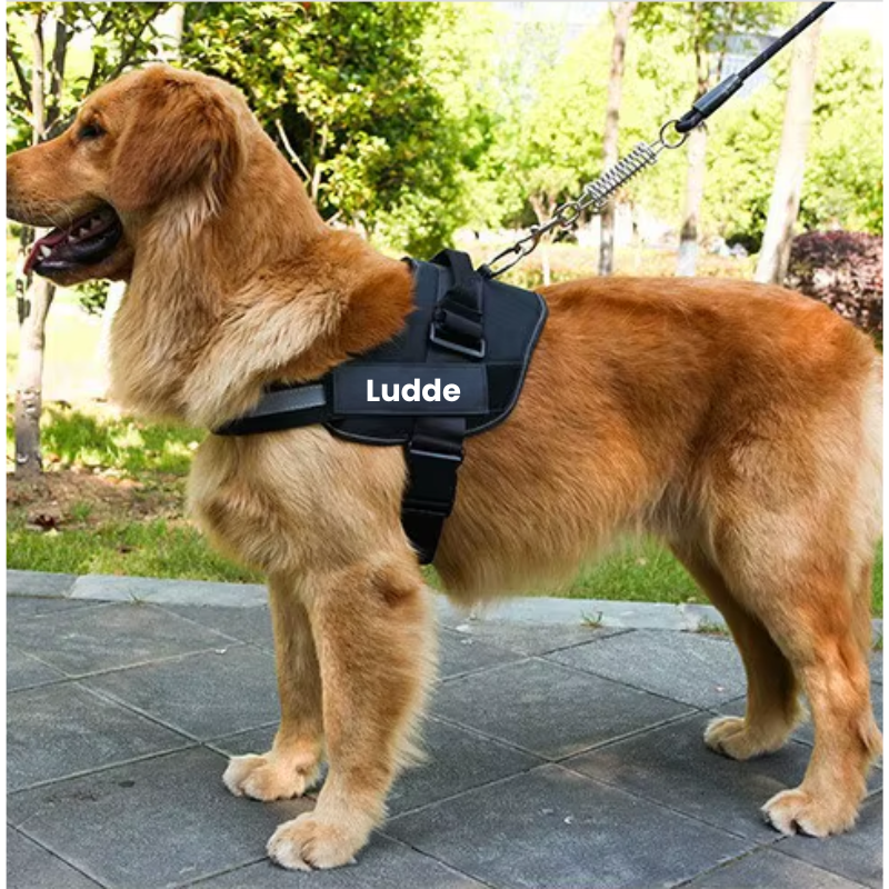 Robust & Bekväm Hundsele med Handtag- med personlig namntext!