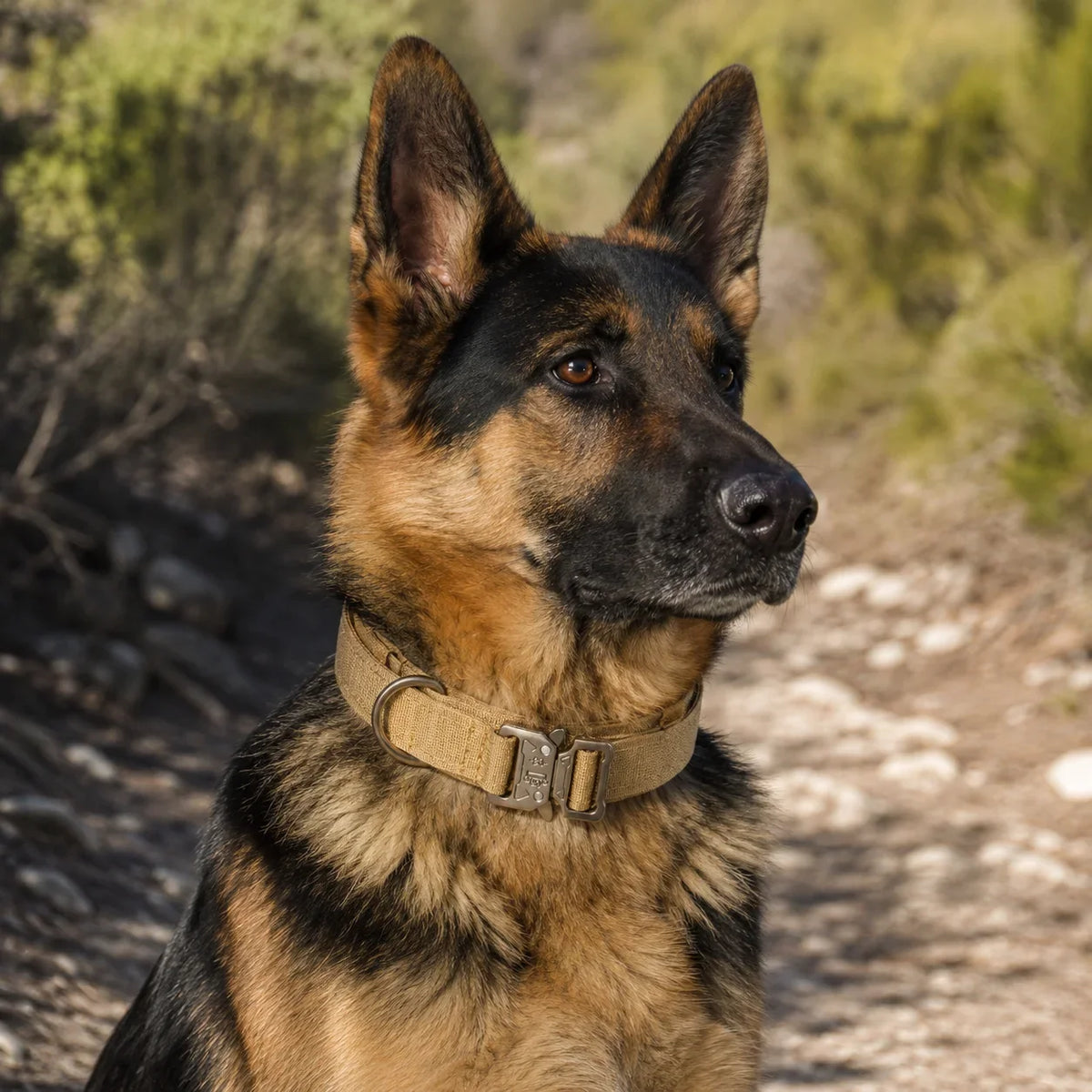 Taktiskt Hundhalsband med Metallspänne – Vadderat Halsband för Medelstora och Stora Hundar