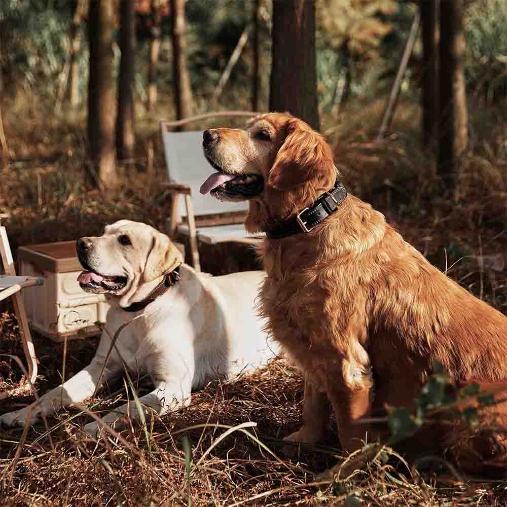 Hundhalsband läder – stark spänne - svart