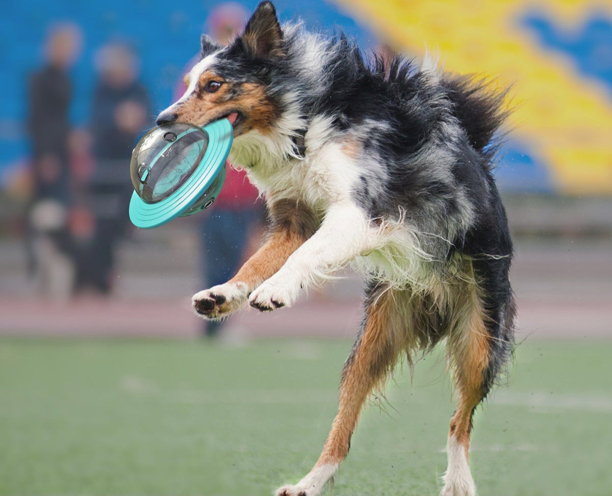 Aktiveringsleksak för Hund – Slow Feeder och Matdispenser