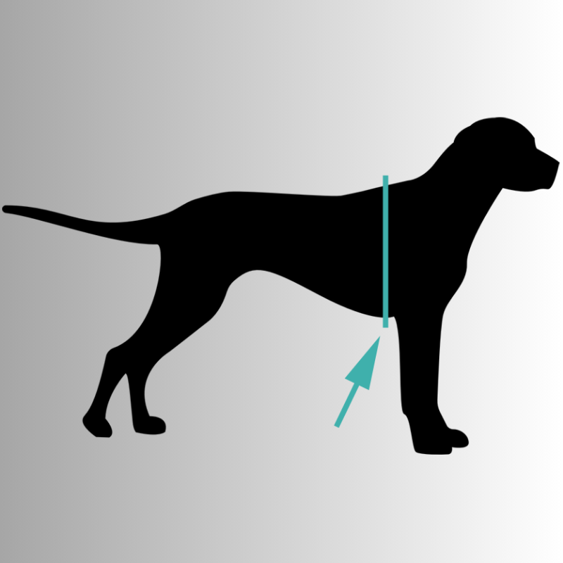 Robust & Bekväm Hundsele med Handtag- med personlig namntext!