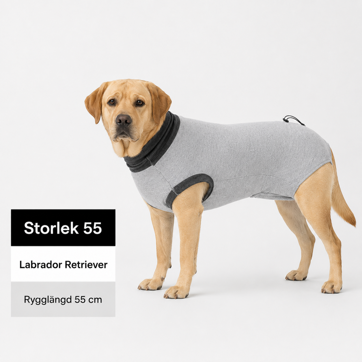 Skyddande Body för hund – efter operation
