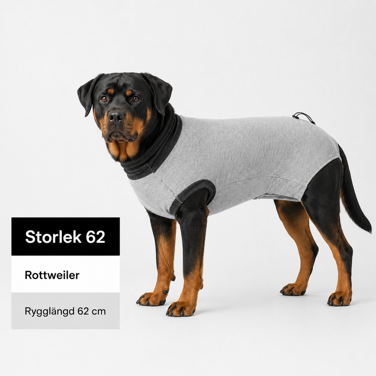 Skyddande Body för hund – efter operation