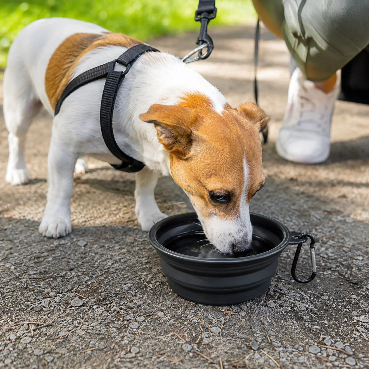 Hopfällbar Reseskål för Hund – Mat- och Vattenskål med Karbinhake